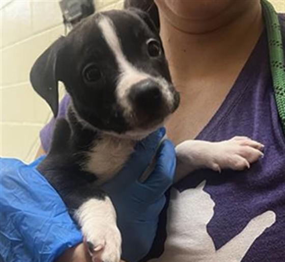 SPOT PRAWN, Adoptable, Puppy Male Pit Bull Terrier.