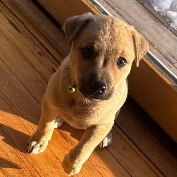 Cupid - A Puerto Rican Prince, Adoptable, Puppy Male Yellow Labrador Retriever.