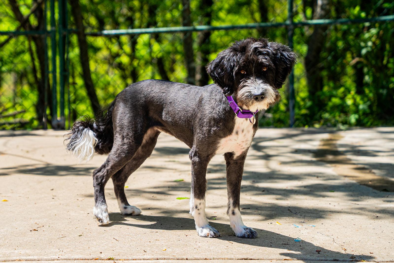 Guppy, a ADOPTABLE mixed breed in Dellslow, WV image 2/5