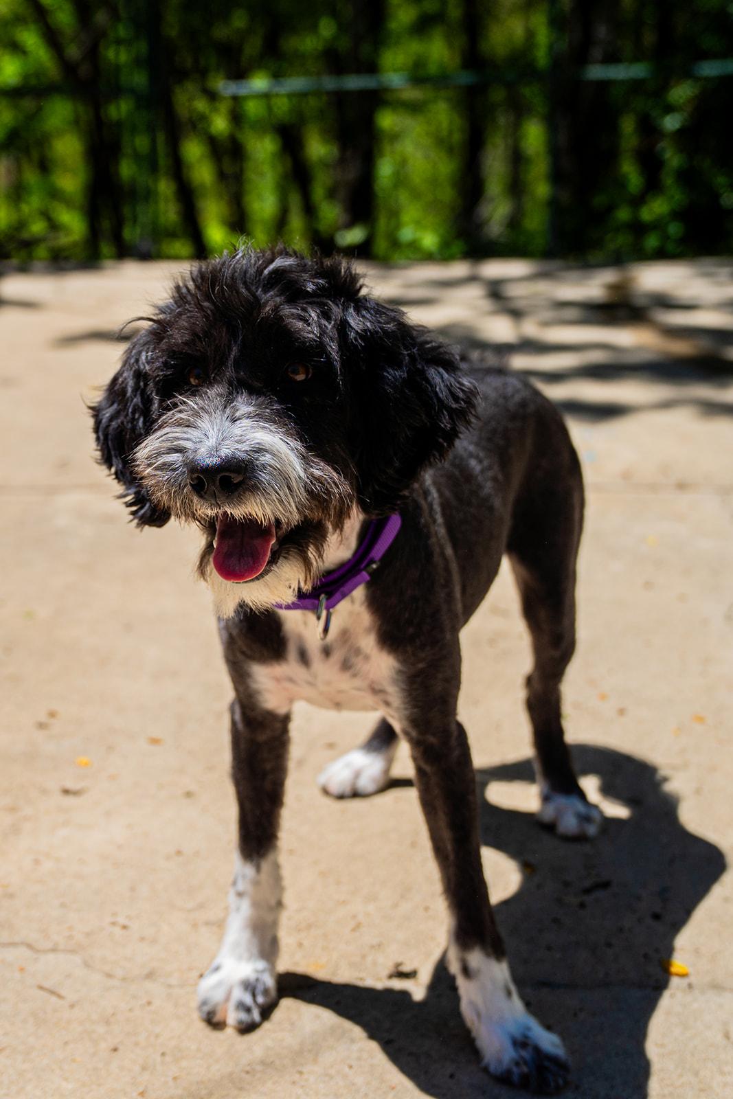Guppy, a ADOPTABLE mixed breed in Dellslow, WV image 4/5