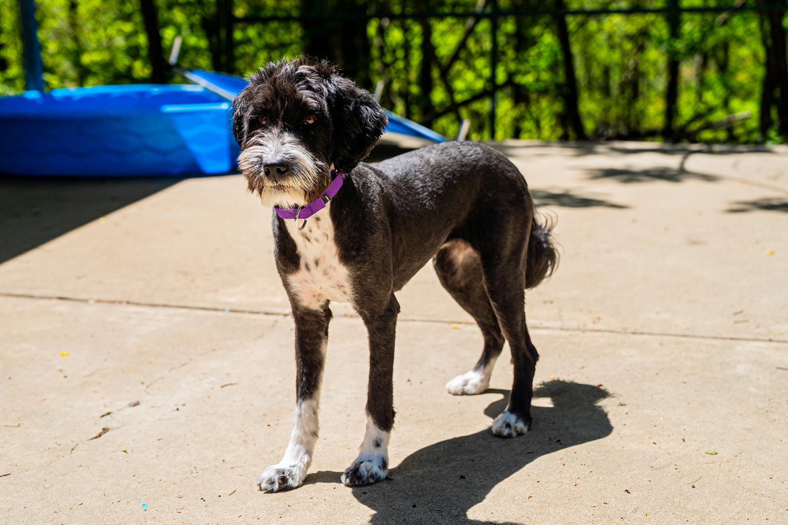 Guppy, a ADOPTABLE mixed breed in Dellslow, WV image 5/5