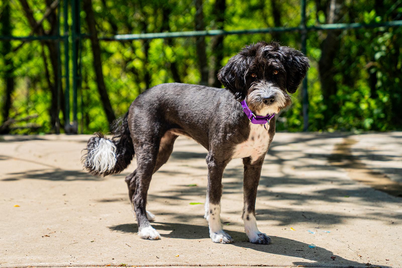 Guppy, a ADOPTABLE mixed breed in Dellslow, WV image 3/5