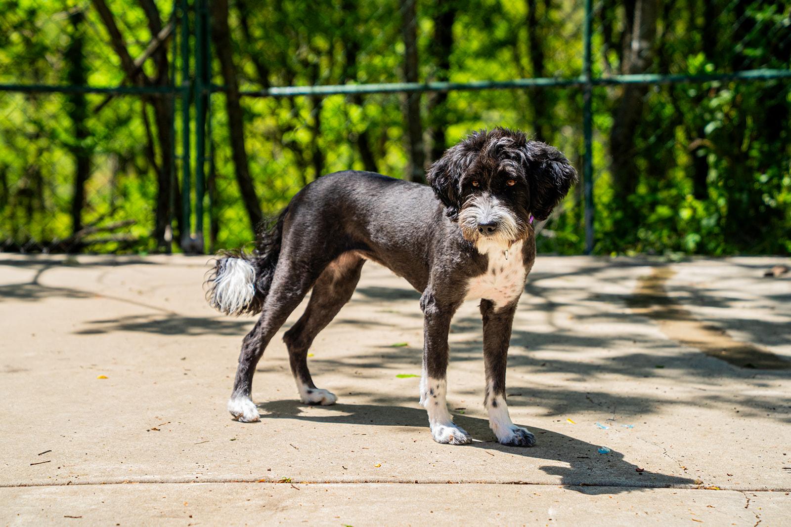 Guppy, a ADOPTABLE mixed breed in Dellslow, WV image 1/5