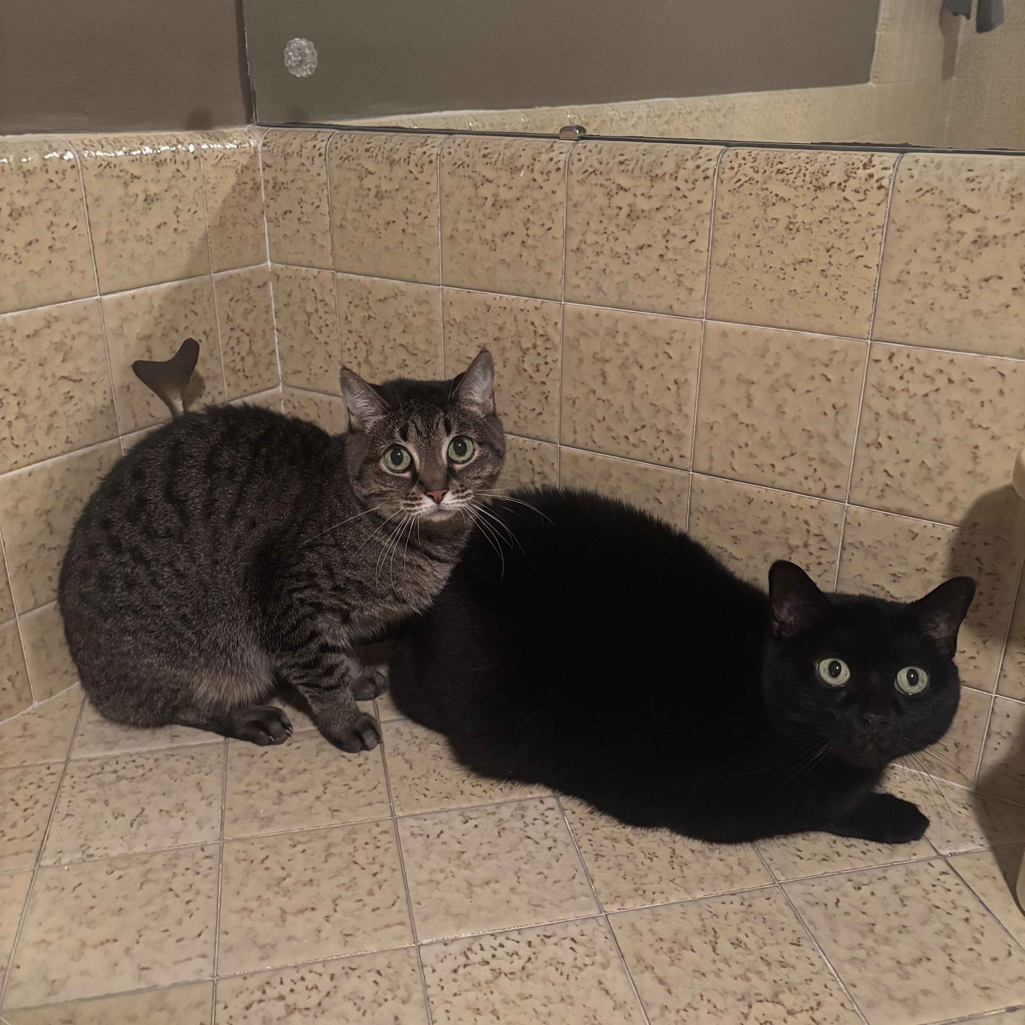 Mollie & Midnight