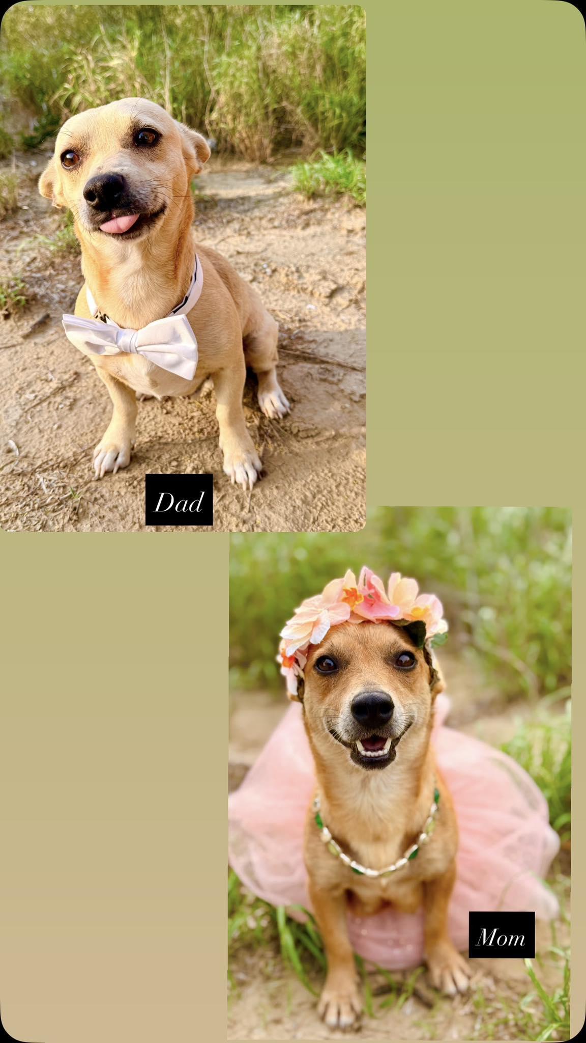 Enlarge Colin, an adopted mixed breed in Boston, MA image 4/4