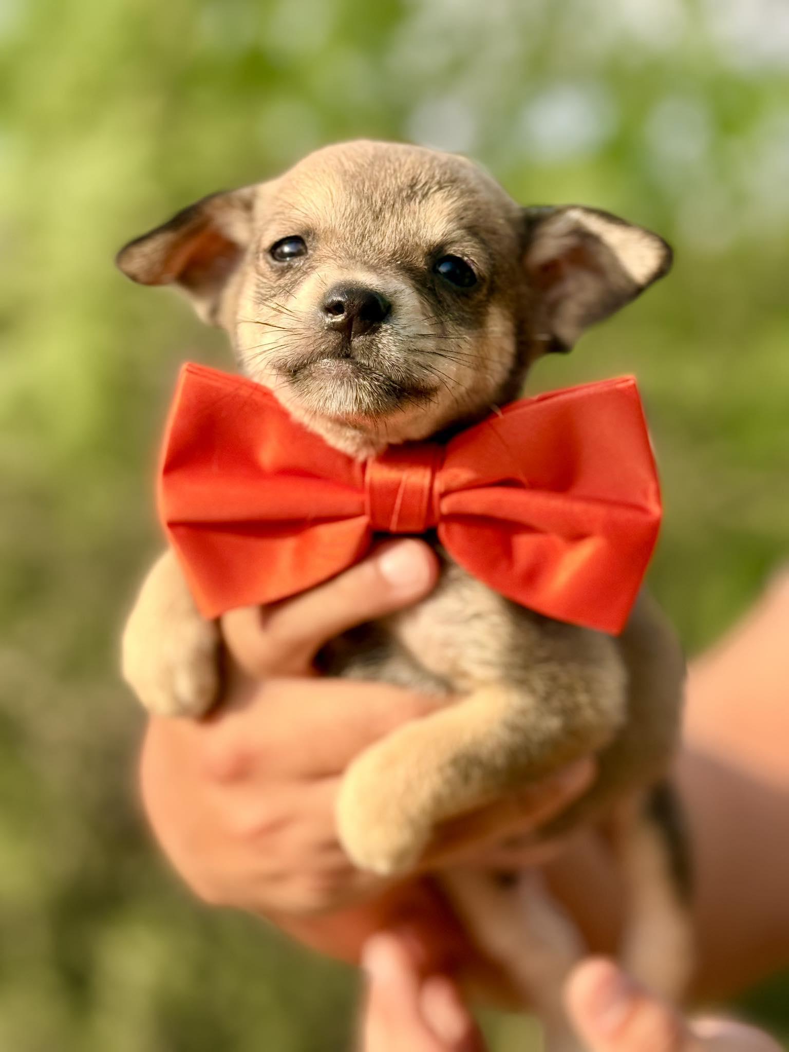 Colin, adopted, Puppy Male Chihuahua.