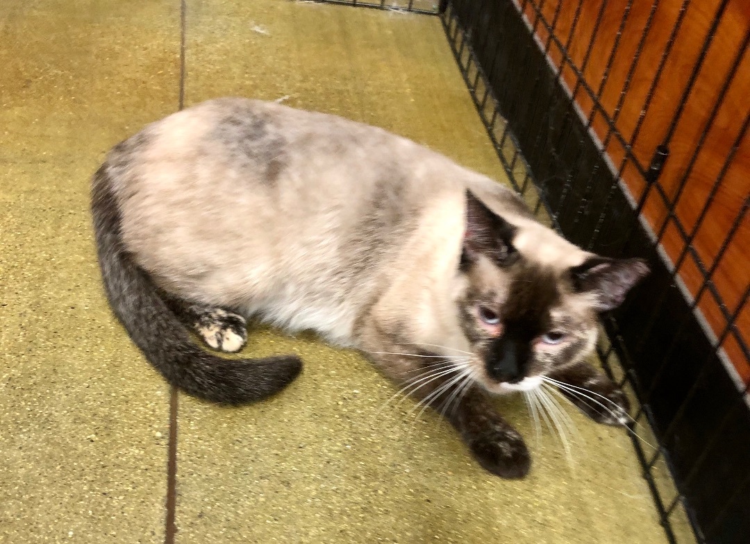 Snow White, a Adoptable mixed breed in Tustin, CA image 1/12