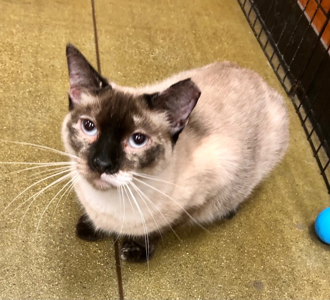 Snow White, a Adoptable mixed breed in Tustin, CA image 2/12