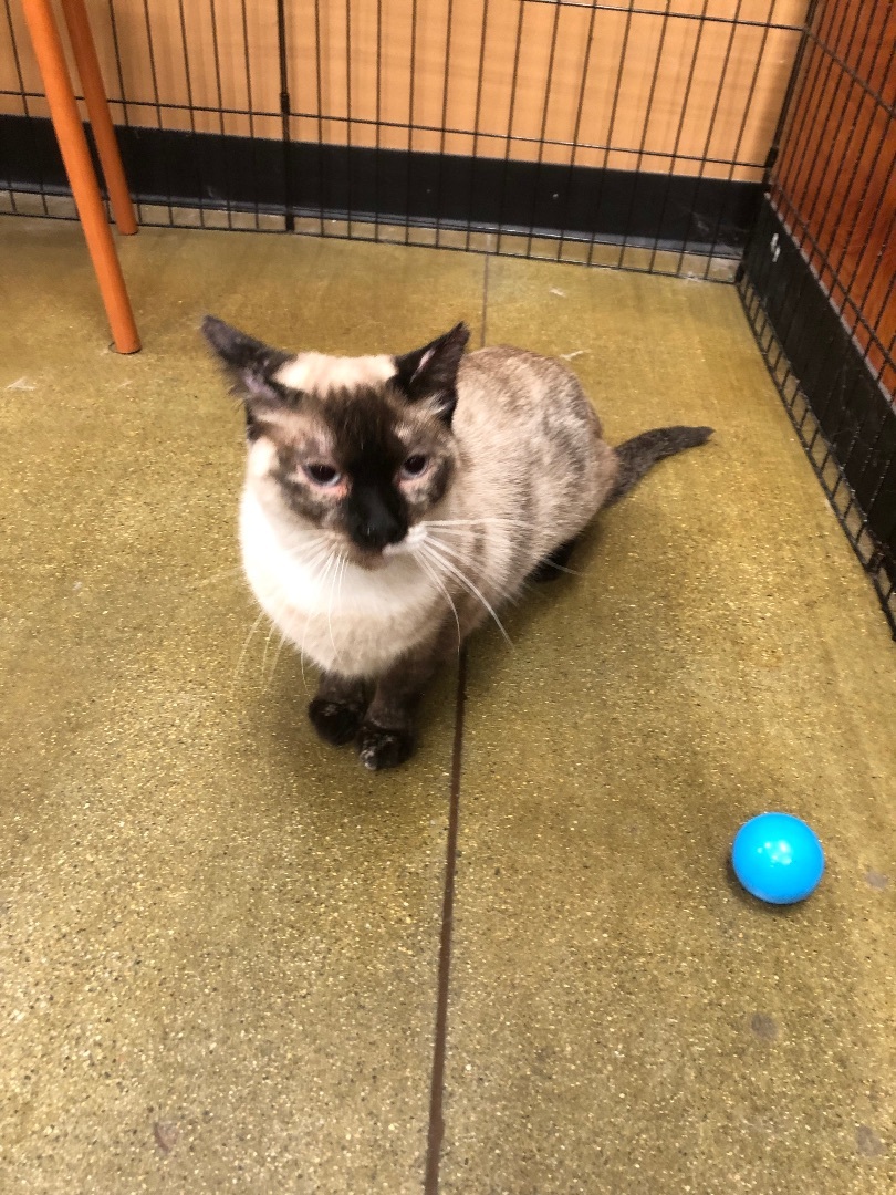 Snow White, a Adoptable mixed breed in Tustin, CA image 3/12