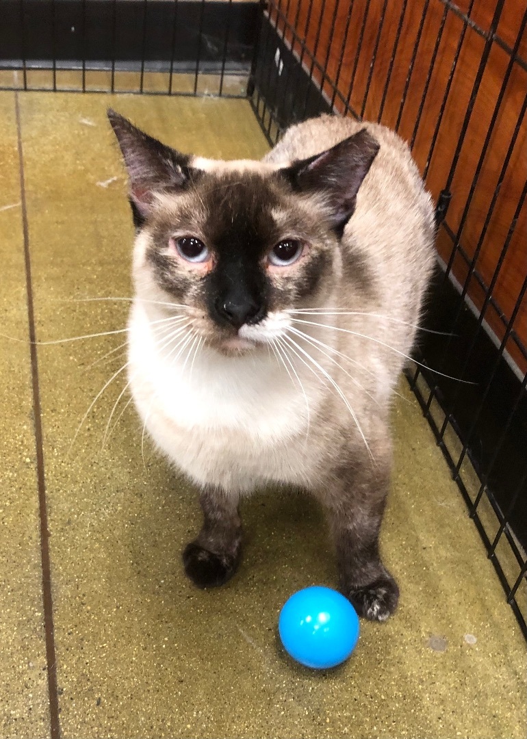 Snow White, a Adoptable mixed breed in Tustin, CA image 4/12