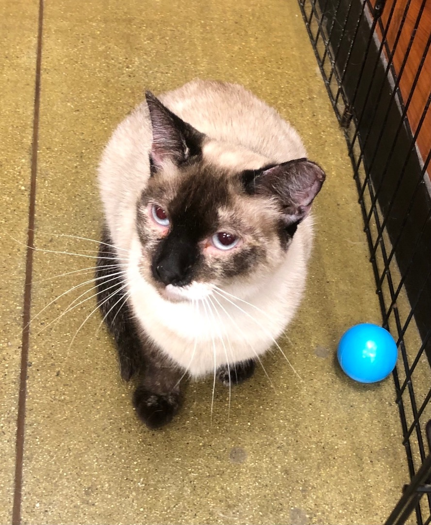 Snow White, a Adoptable mixed breed in Tustin, CA image 5/12