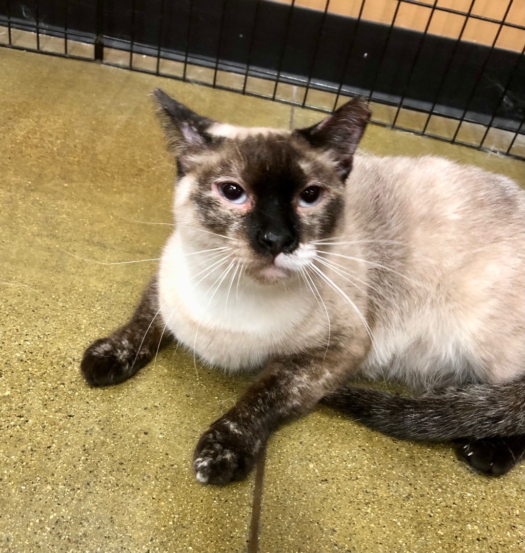 Snow White, a Adoptable mixed breed in Tustin, CA image 6/12