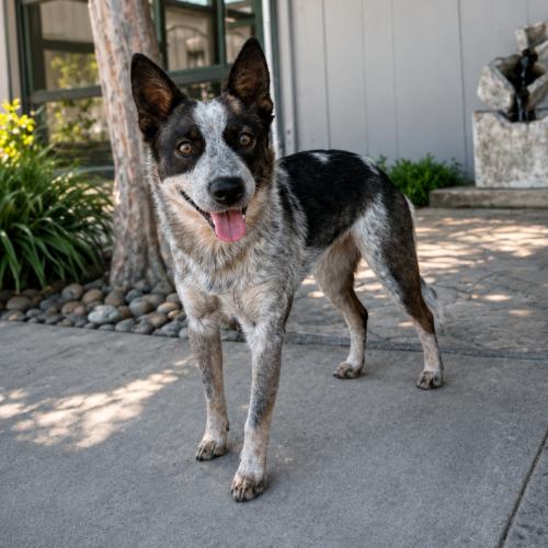 Dolly, Adoptable, Young Female Australian Cattle Dog / Blue Heeler.