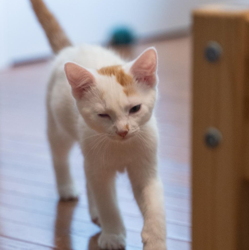 Bill Confident and kid friendly, a ADOPTABLE mixed breed in Bethel, CT image 2/6