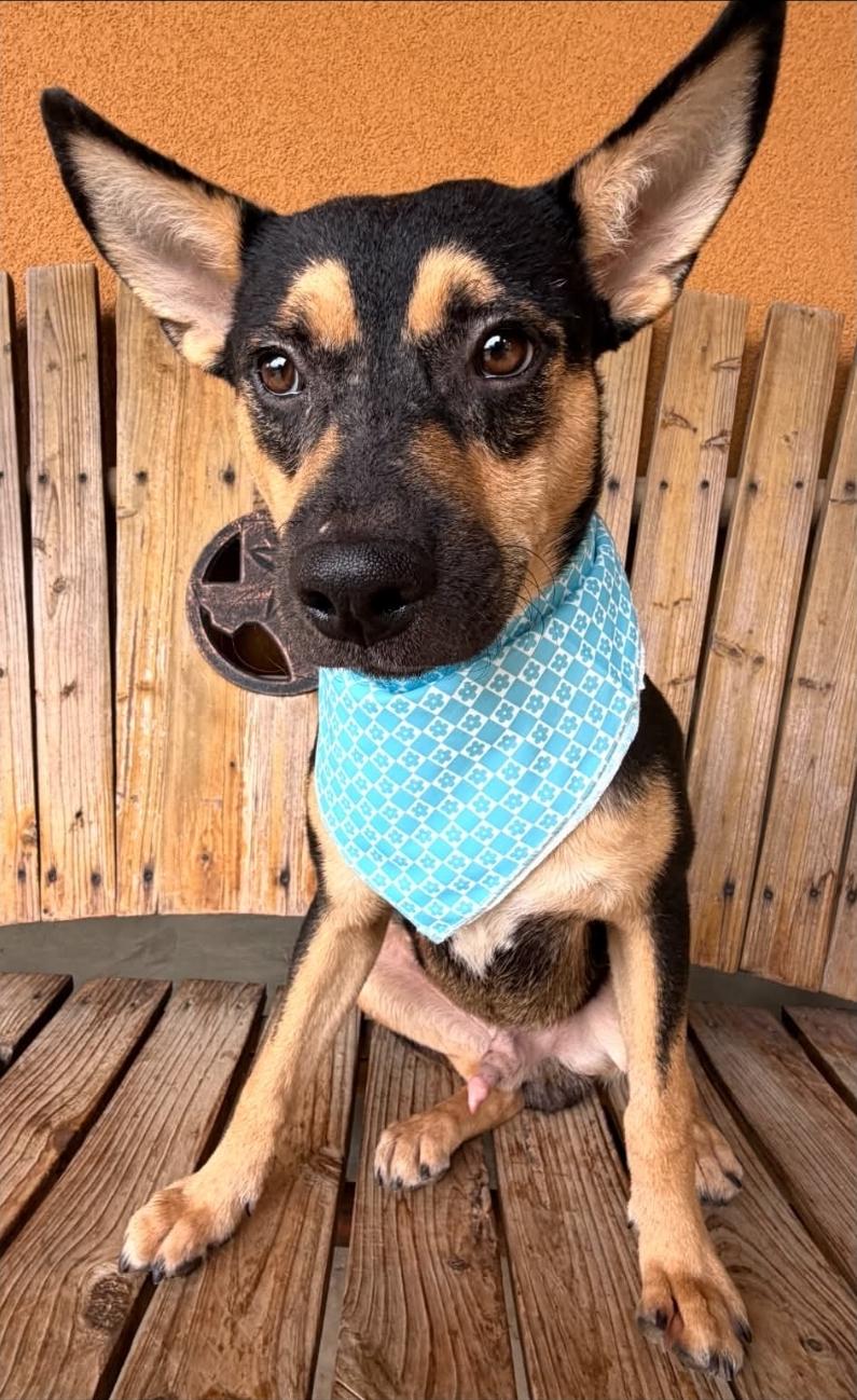 Noah, Adoptable, Young Male Rat Terrier & Basenji.