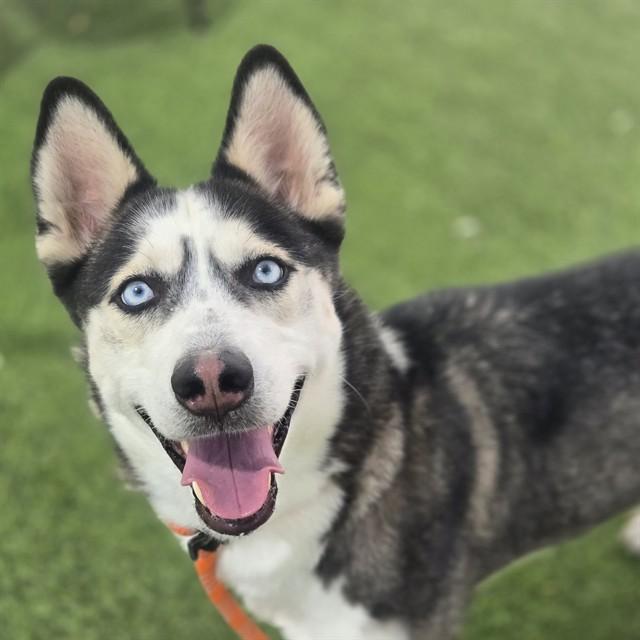 ICEE, Adoptable, Adult Female Siberian Husky & Mixed Breed.