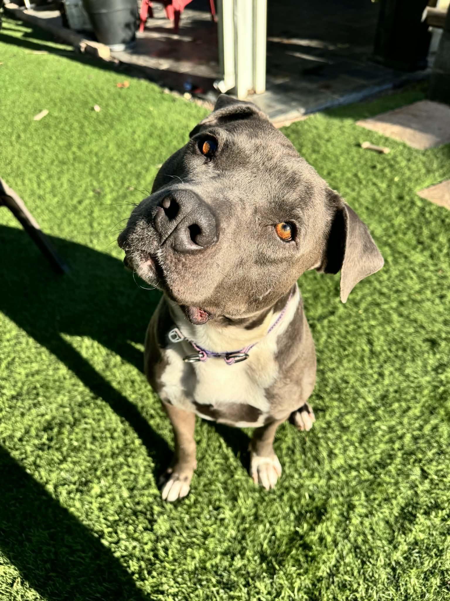 Enlarge Jack Frost, a Adoptable Pit Bull Terrier in La Verne, CA image 1/3