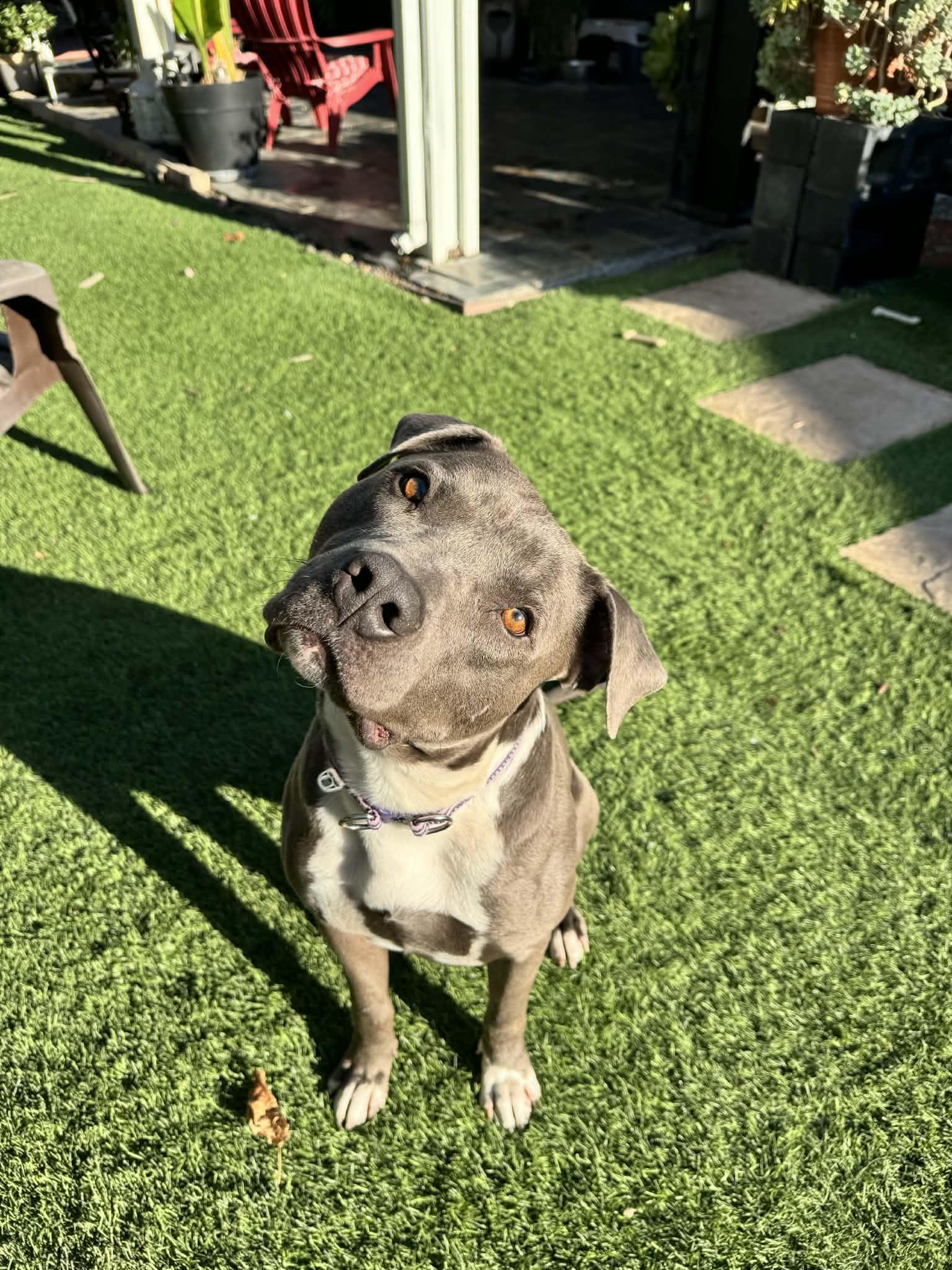 Enlarge Jack Frost, a Adoptable Pit Bull Terrier in La Verne, CA image 2/3