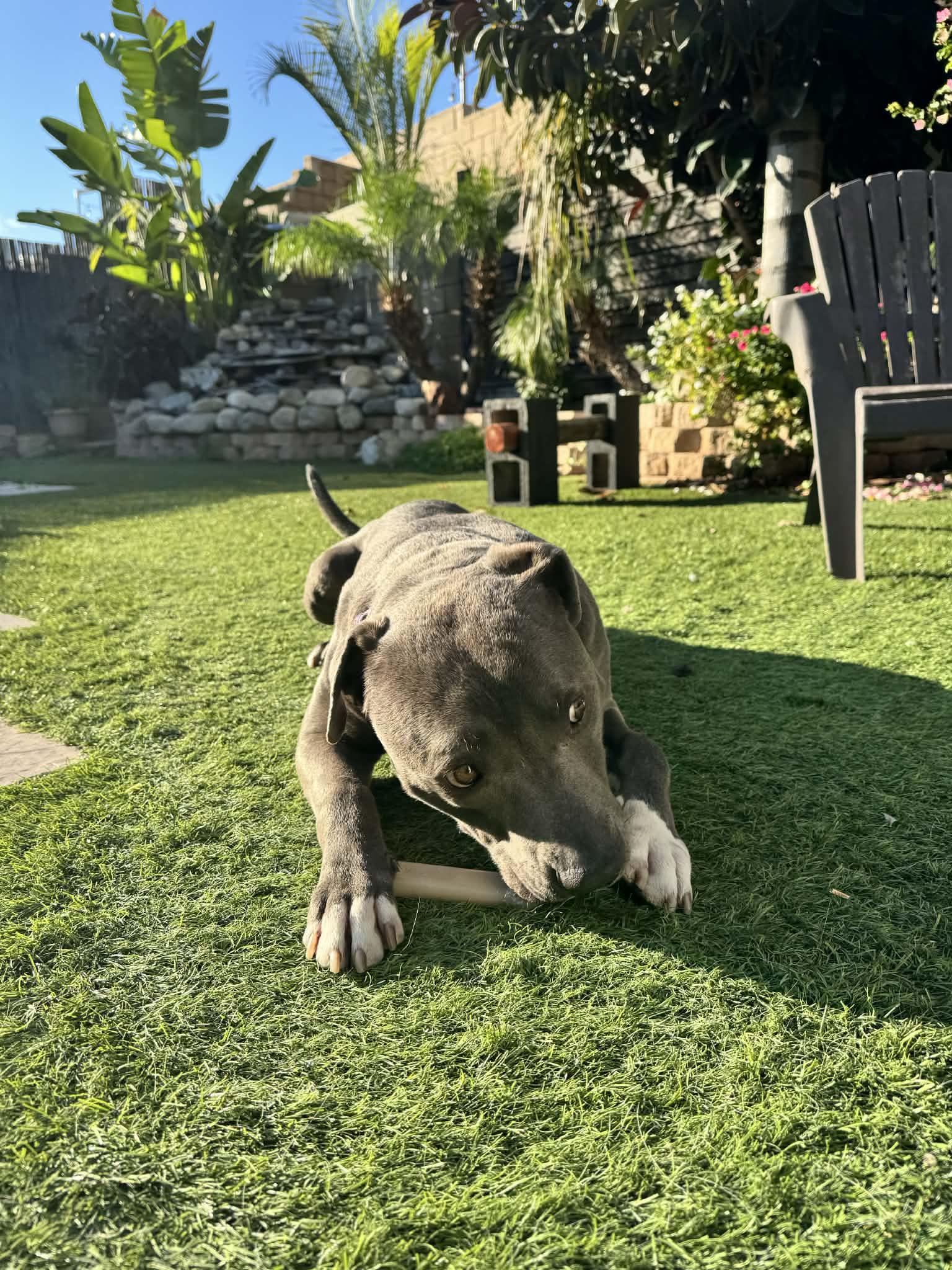 Enlarge Jack Frost, a Adoptable Pit Bull Terrier in La Verne, CA image 3/3