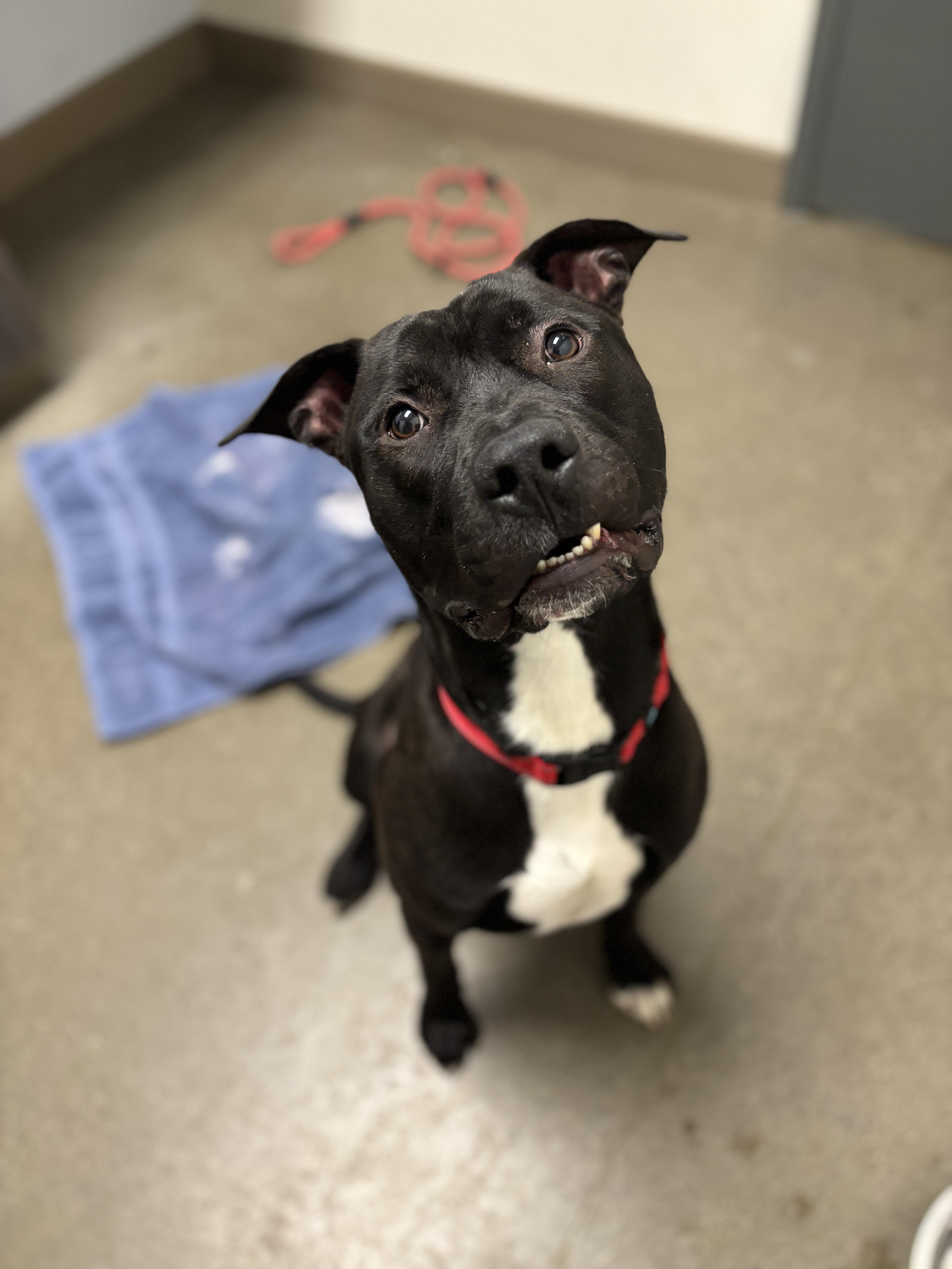 Jer Bear - Adoption fee fully sponsored on behalf of Bella, Adoptable, Adult Male Pit Bull Terrier.