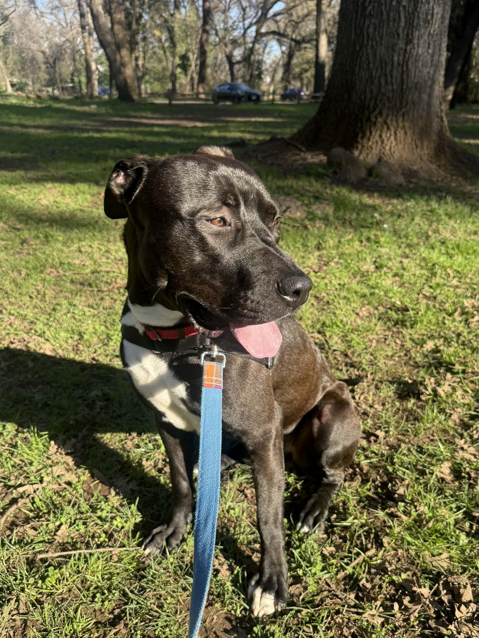 Enlarge Jer Bear - Adoption fee fully sponsored on behalf of Bella, a Adoptable mixed breed in Chico, CA image 1/6