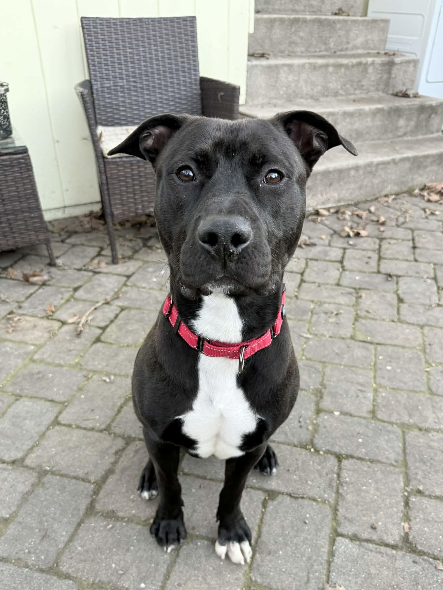 Enlarge Jer Bear - Adoption fee fully sponsored on behalf of Bella, a Adoptable mixed breed in Chico, CA image 2/6