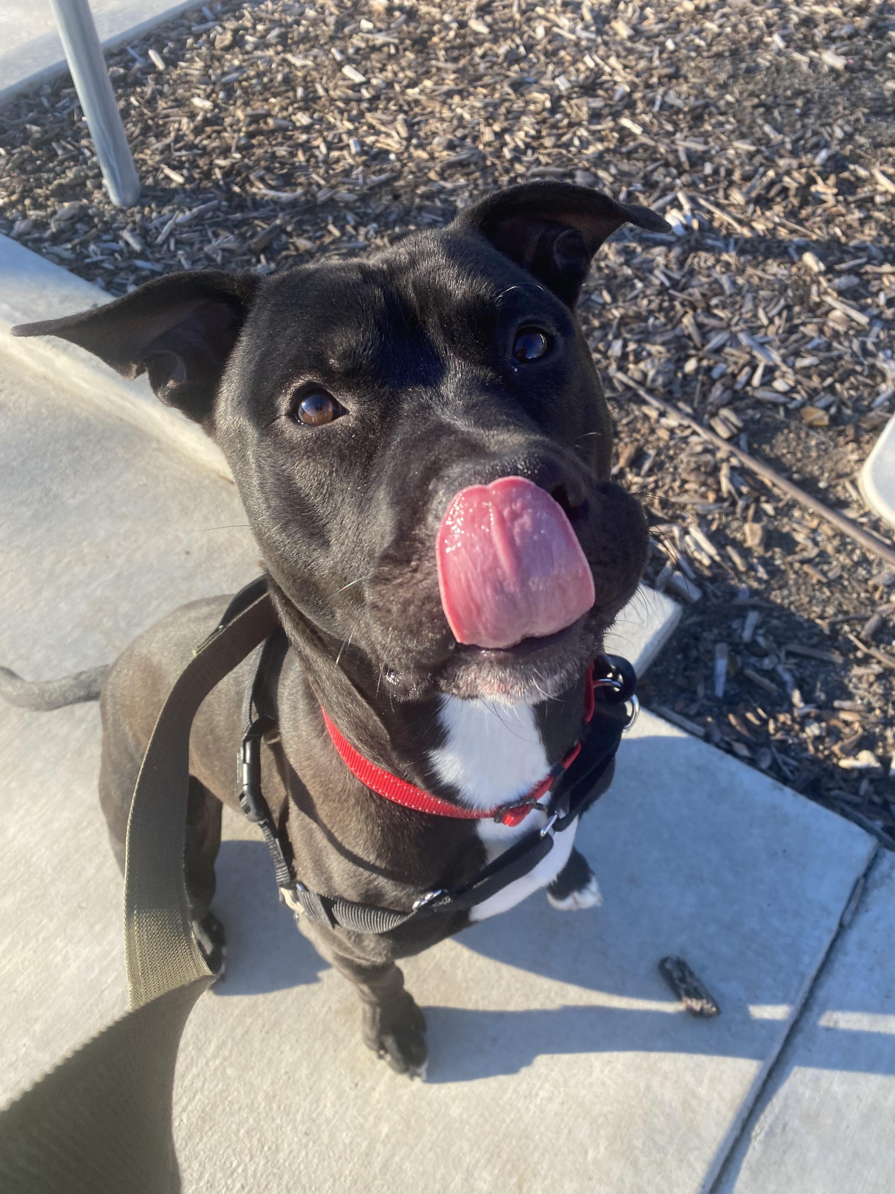 Jer Bear - Adoption fee fully sponsored on behalf of Bella, a Adoptable mixed breed in Chico, CA image 2/6