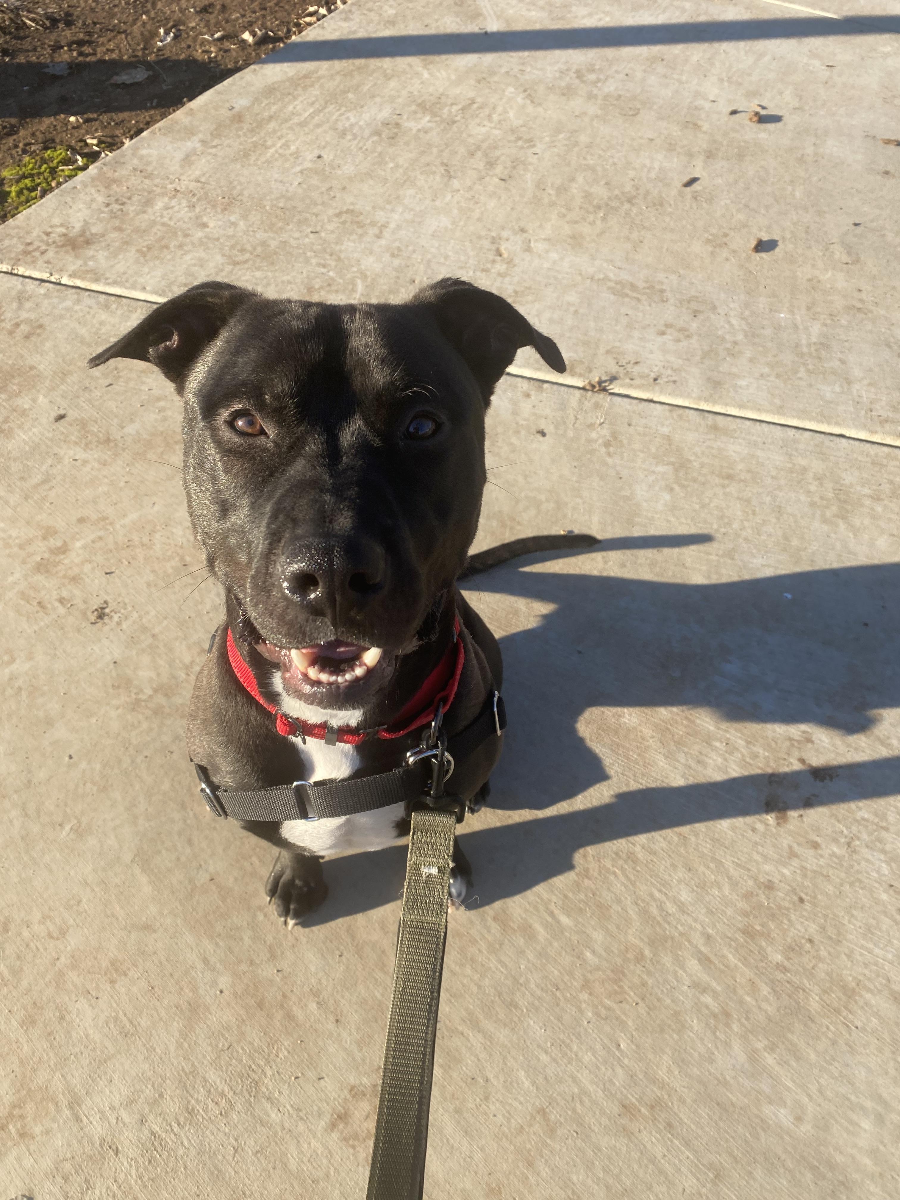 Jer Bear - Adoption fee fully sponsored on behalf of Bella, a Adoptable mixed breed in Chico, CA image 3/6