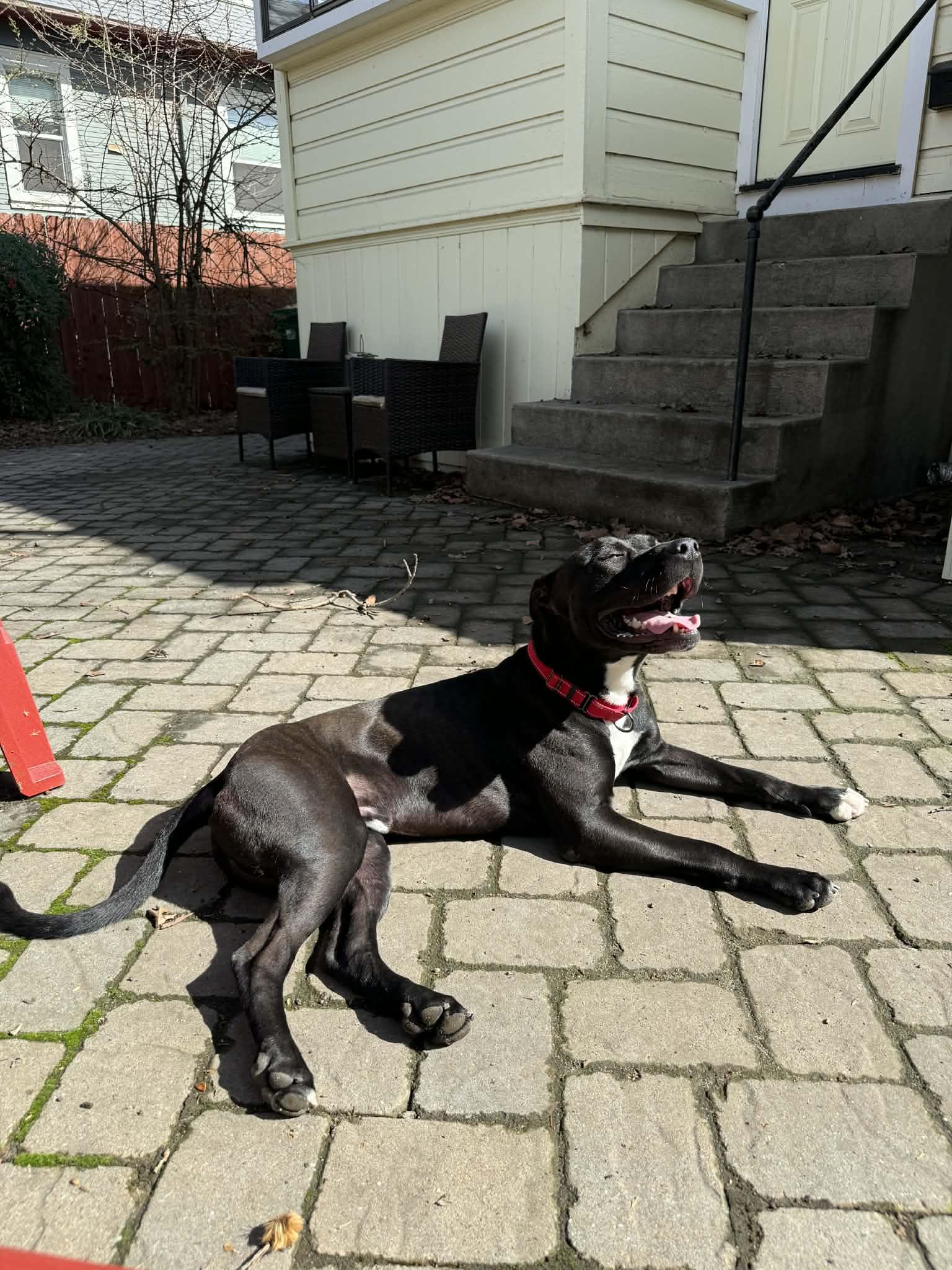 Enlarge Jer Bear - Adoption fee fully sponsored on behalf of Bella, a Adoptable mixed breed in Chico, CA image 3/6