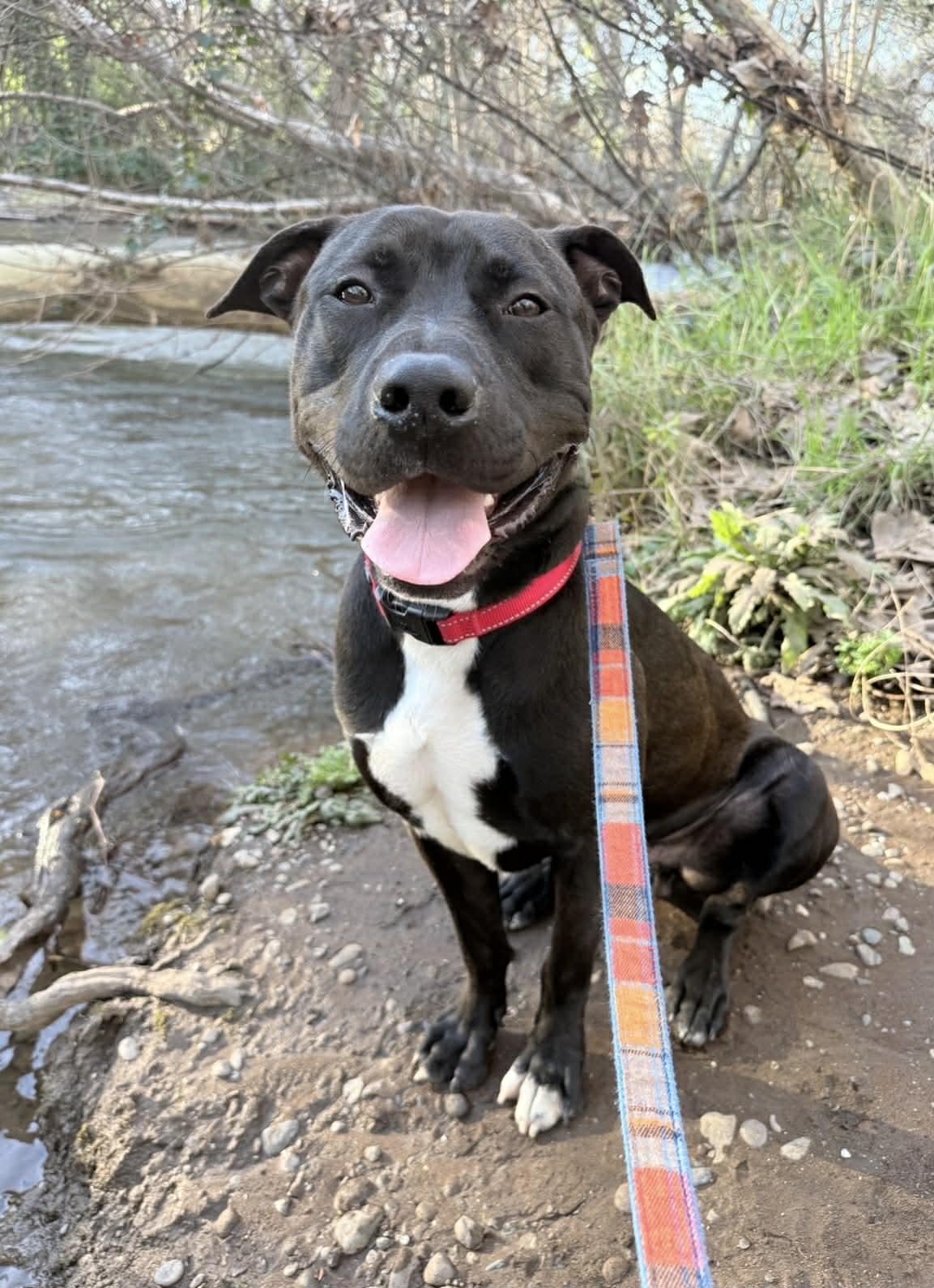 Enlarge Jer Bear - Adoption fee fully sponsored on behalf of Bella, a Adoptable mixed breed in Chico, CA image 4/6