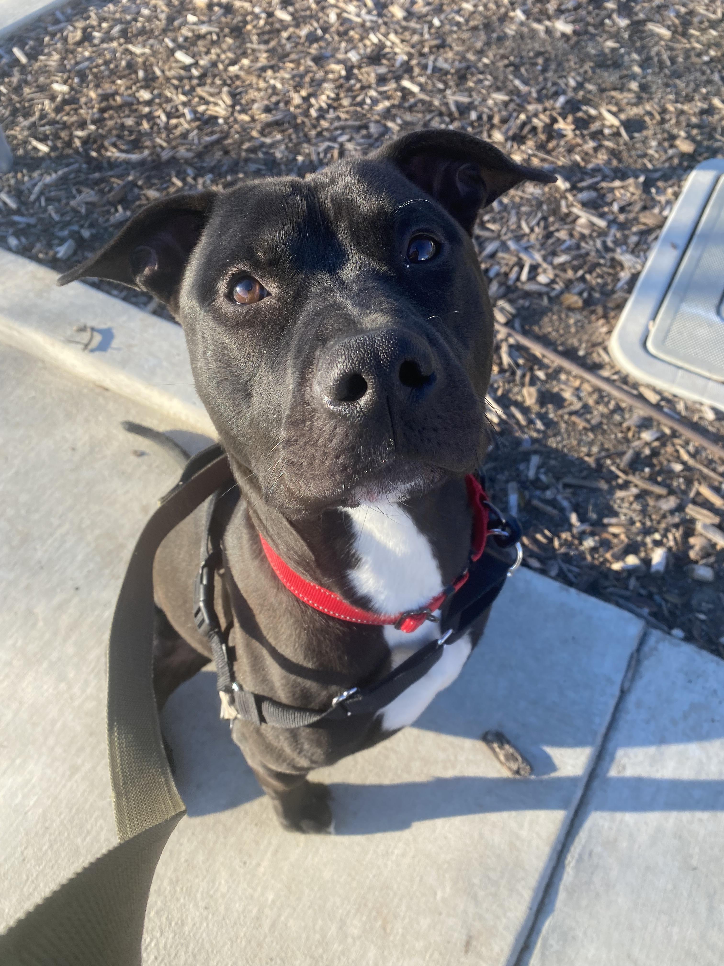 Jer Bear - Adoption fee fully sponsored on behalf of Bella, a Adoptable mixed breed in Chico, CA image 5/6