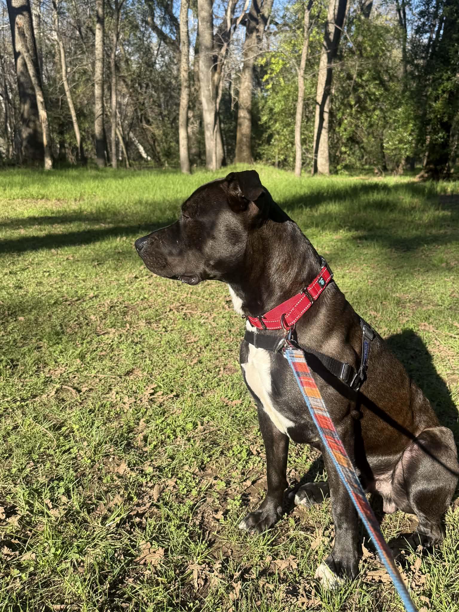 Enlarge Jer Bear - Adoption fee fully sponsored on behalf of Bella, a Adoptable mixed breed in Chico, CA image 5/6