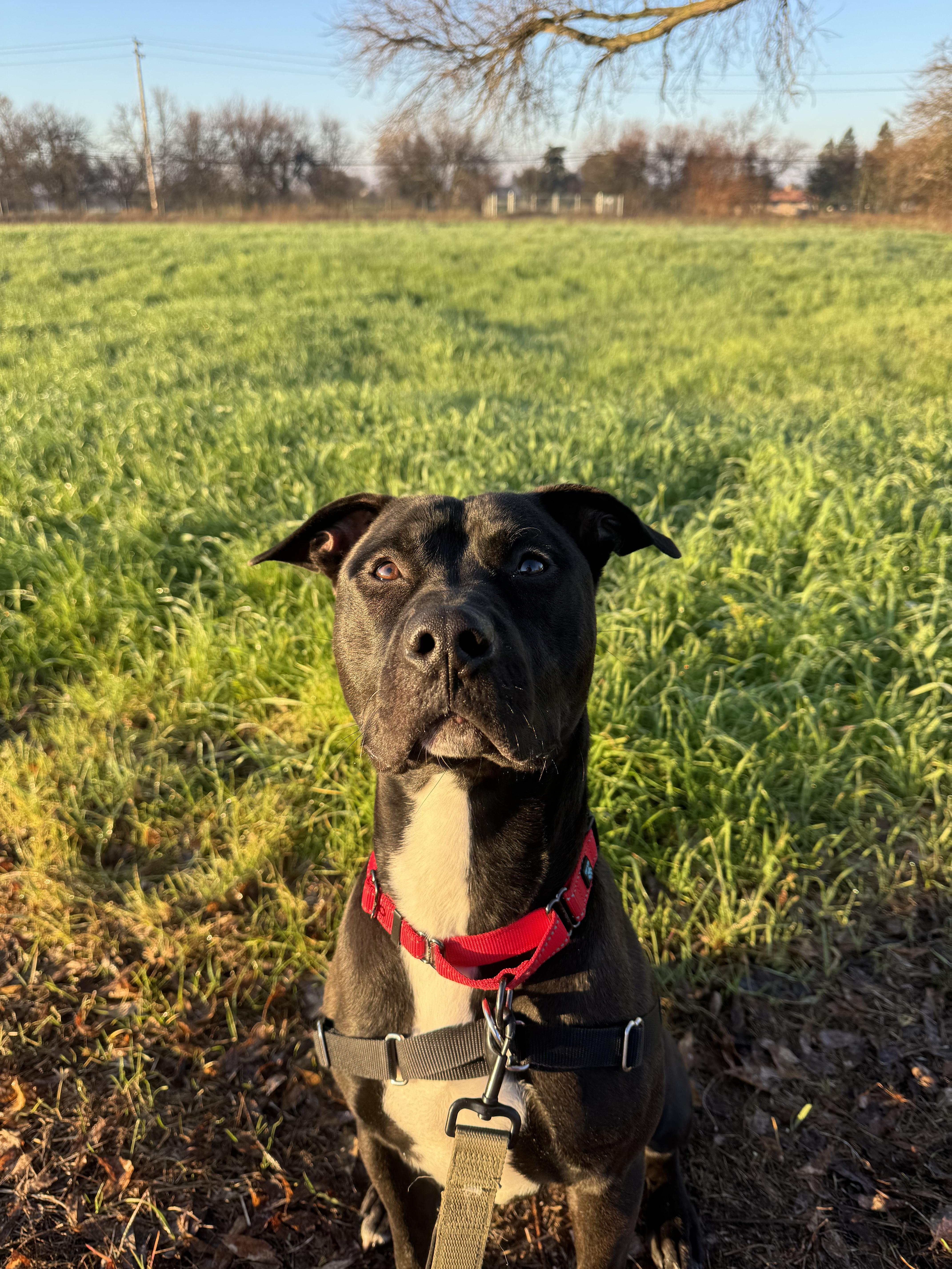 Enlarge Jer Bear - Adoption fee fully sponsored on behalf of Bella, a Adoptable mixed breed in Chico, CA image 6/6