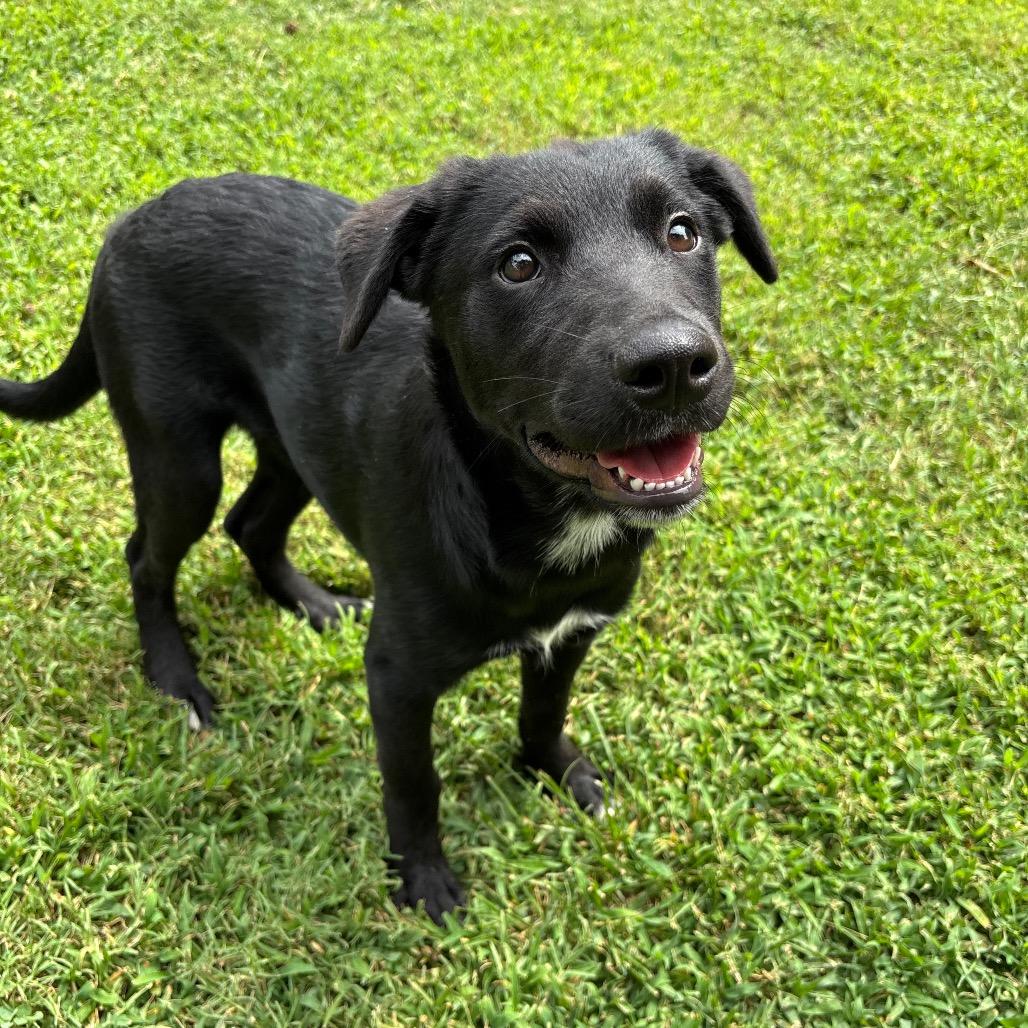 Mojave, Adoptable, Puppy Male Border Collie & Mixed Breed.