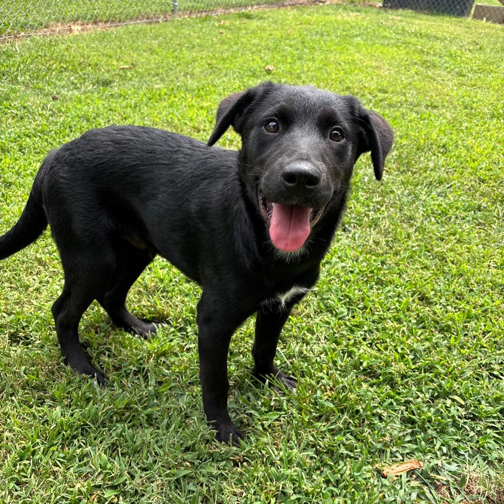 Enlarge Mojave, a Adoptable mixed breed in Roxboro, NC image 2/6