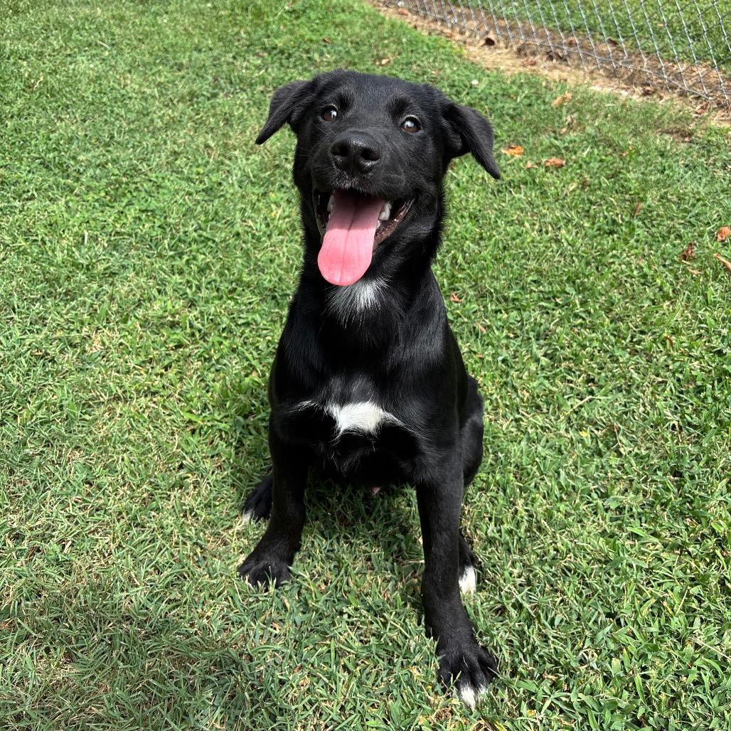 Enlarge Mojave, a Adoptable mixed breed in Roxboro, NC image 4/6