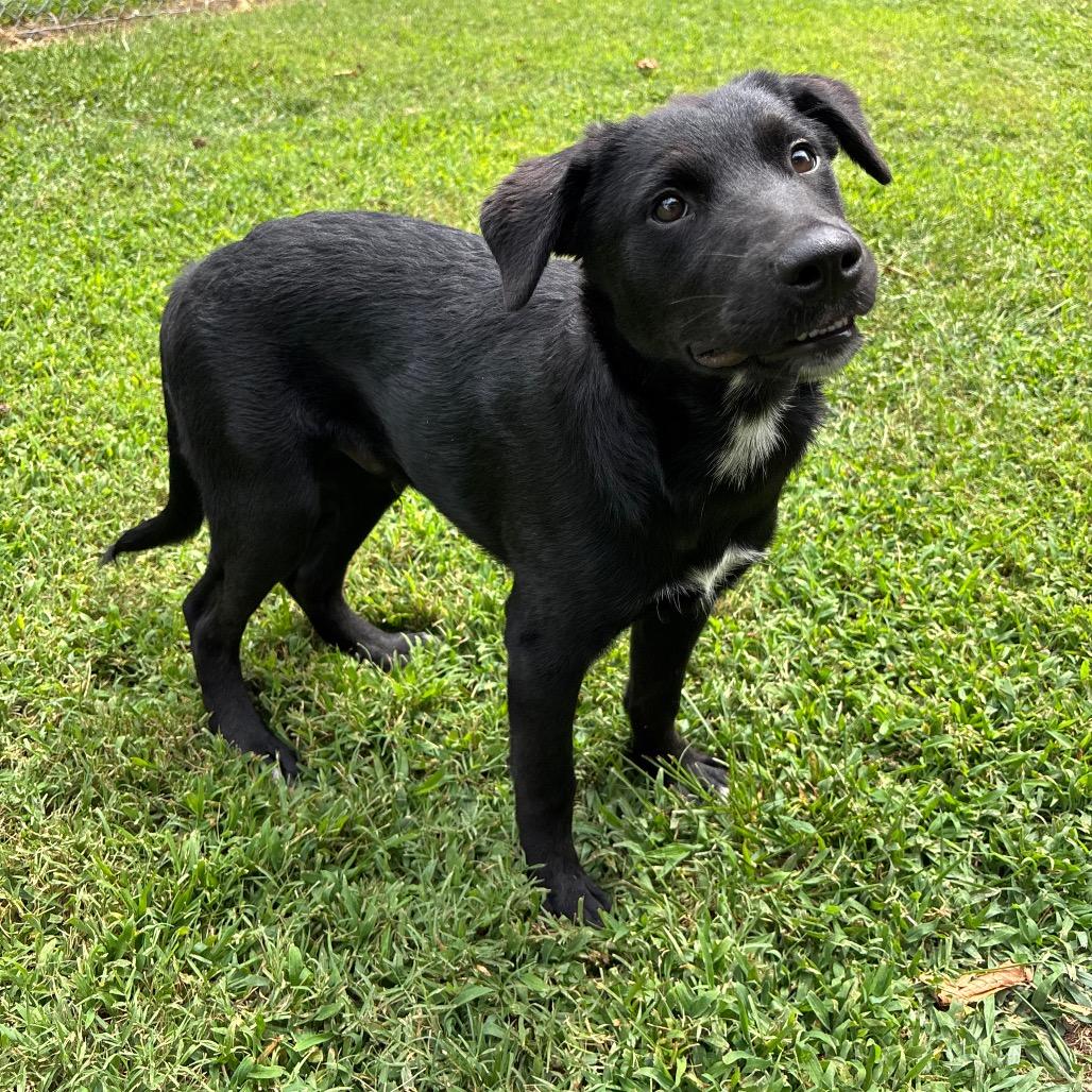 Enlarge Mojave, a Adoptable mixed breed in Roxboro, NC image 5/6