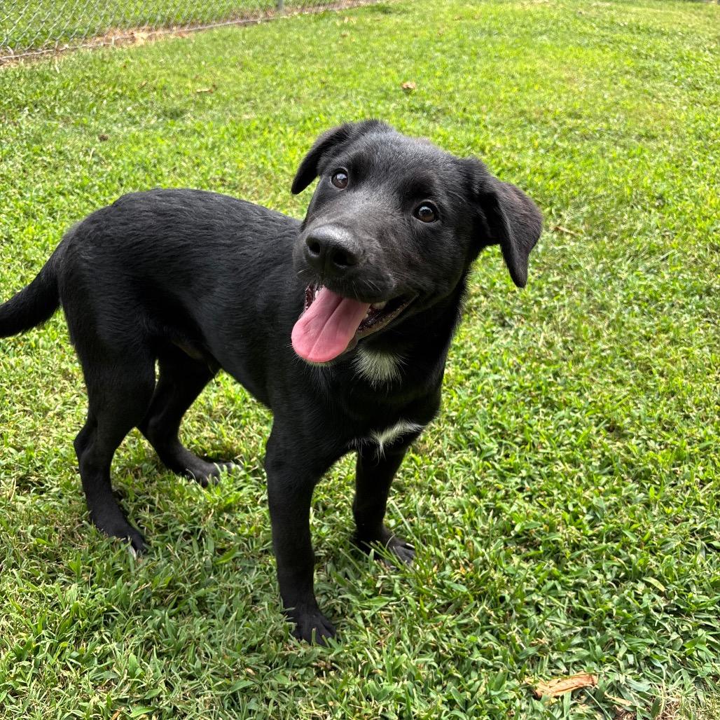 Enlarge Mojave, a Adoptable mixed breed in Roxboro, NC image 6/6