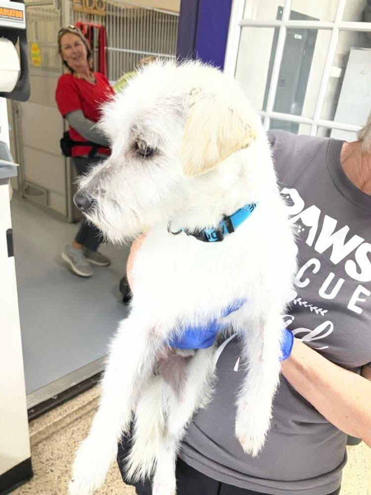 Millo, Adoptable, Adult Male Terrier.