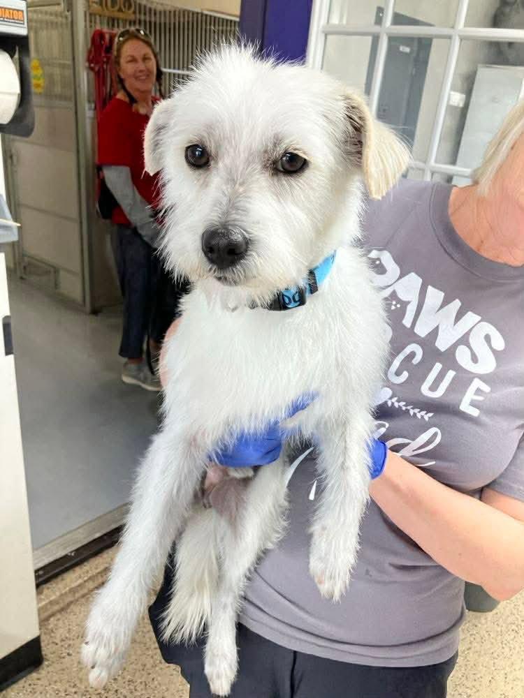 Enlarge Millo, a Adoptable Terrier in Saint George, UT image 2/2