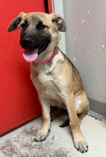 Dua, an adoptable Mixed Breed in Wilsall, MT, 59086 | Photo Image 2