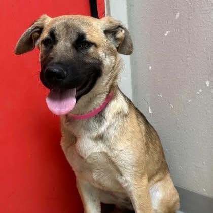 Dua, an adoptable Mixed Breed in Wilsall, MT, 59086 | Photo Image 1