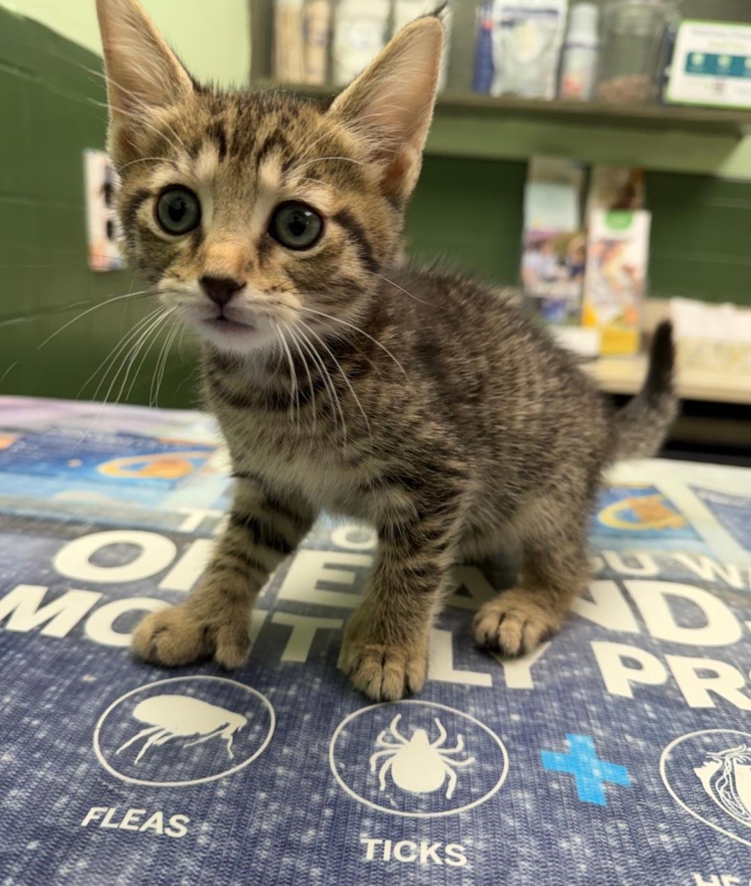 P Digits, Adopted, Kitten Male Domestic Short Hair.