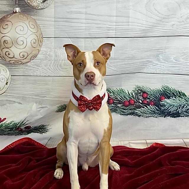 MAHOGANY, Adoptable, Young Male Pit Bull Terrier.