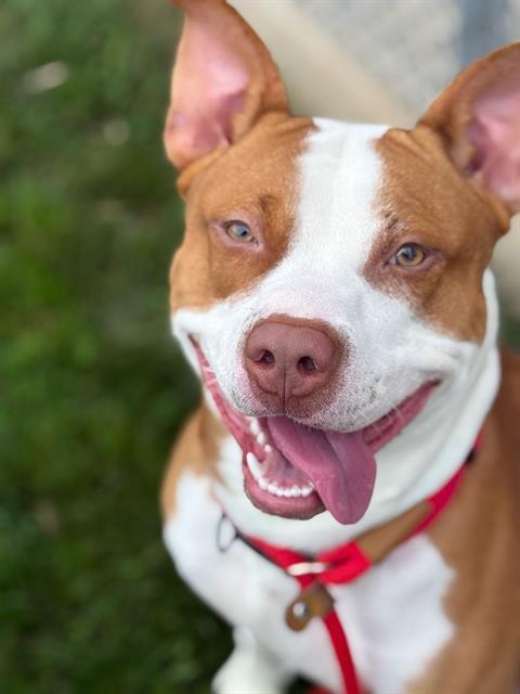 MAHOGANY, Adoptable, Young Male Pit Bull Terrier.