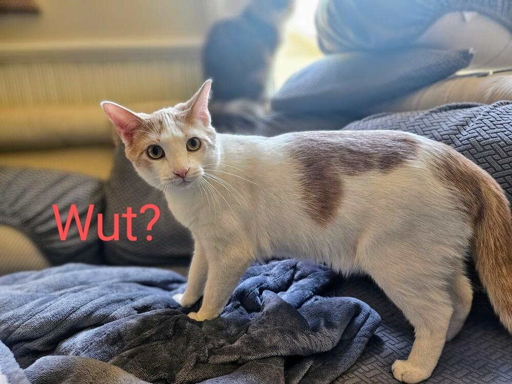 Enlarge Lemon, a Adoptable Domestic Short Hair in Statesville, NC image 1/2