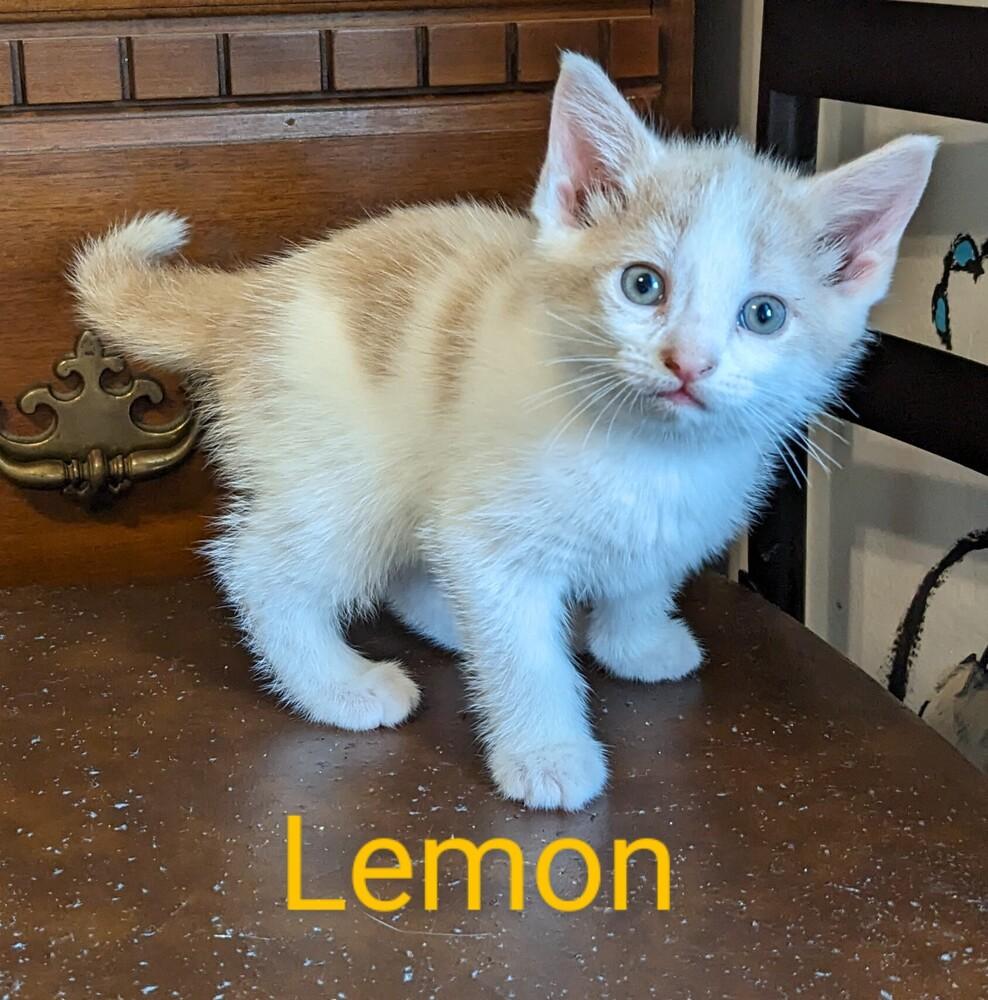 Enlarge Lemon, a Adoptable Domestic Short Hair in Statesville, NC image 2/2