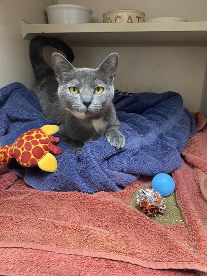 Petunia, ADOPTABLE, Adult Female Domestic Short Hair.