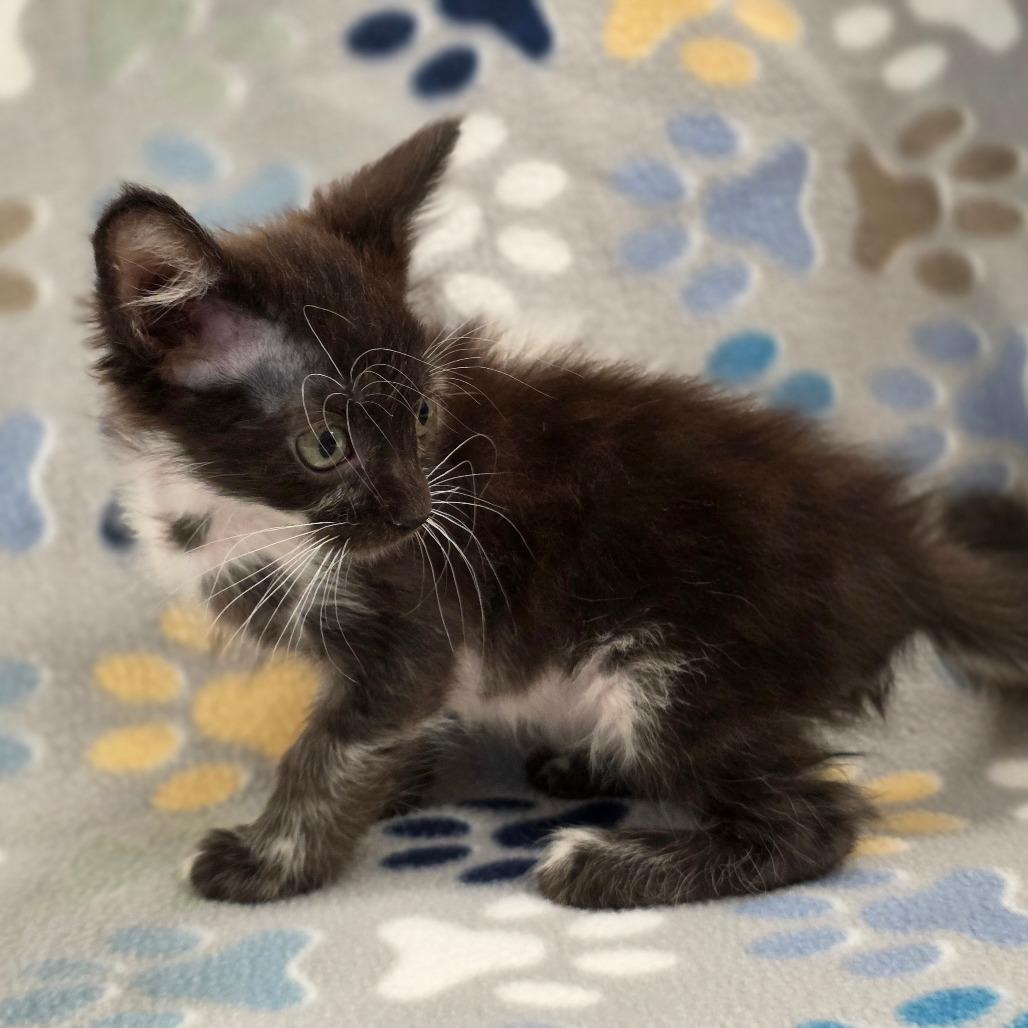 Carmen Sandiego, Adoptable, Kitten Female Domestic Medium Hair.