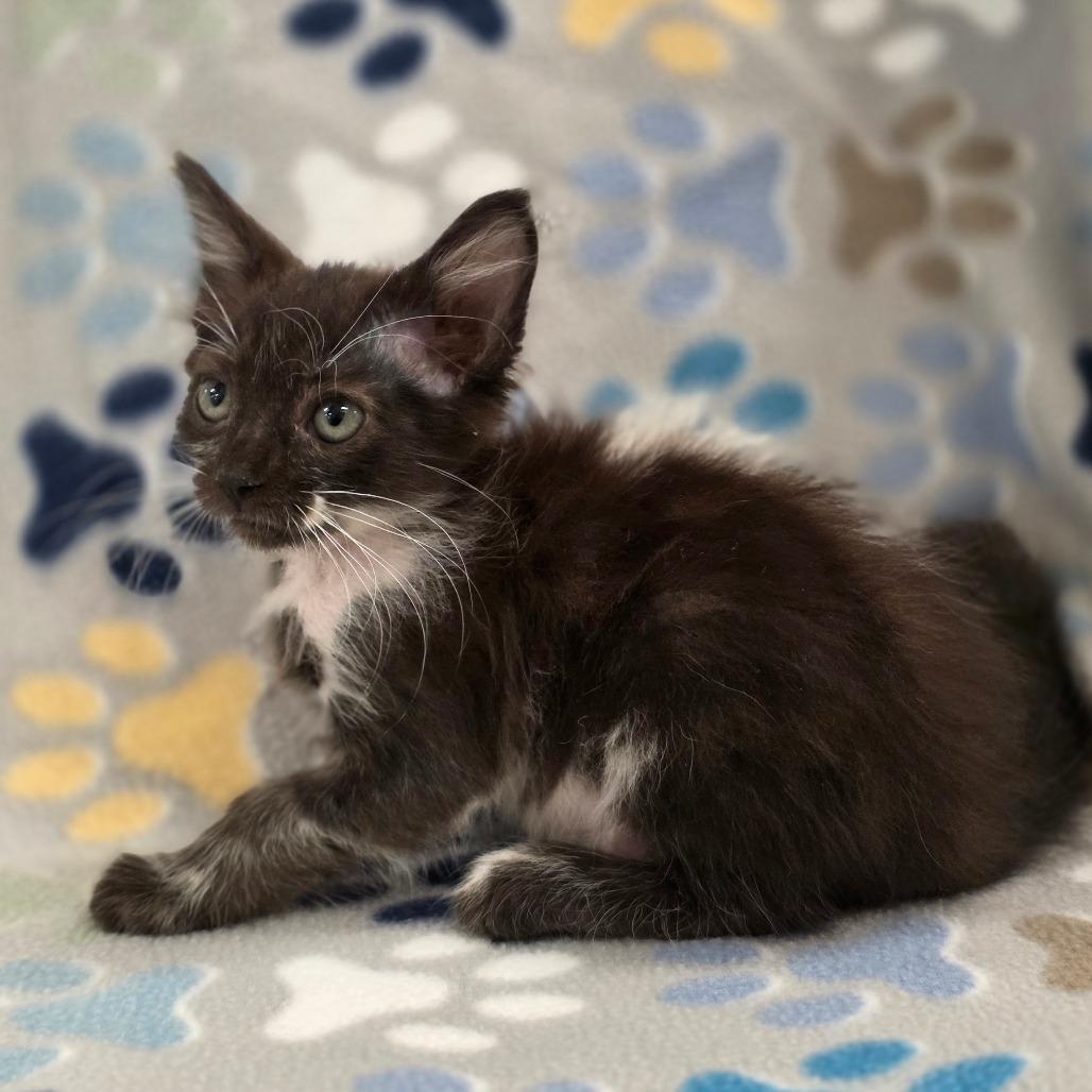 Carmen Sandiego, a Adoptable Domestic Medium Hair in Phoenix, AZ image 2/3